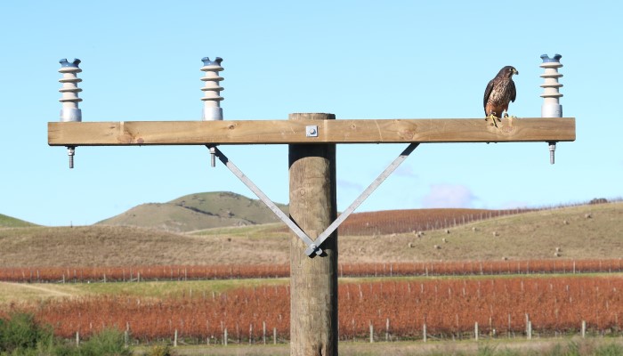 Image: Female NZ falcon with vineyard in background on electrical mock-up cross arm - Marlborough (https://commons.wikimedia.org/wiki/File:Female_NZ_falcon_2.4m_crossarm_AF8515.jpg) by Andy Frost on Wikimedia Commons.