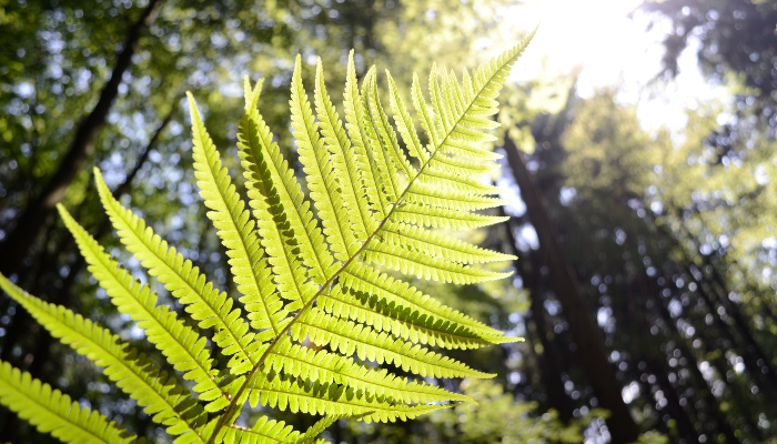 Colour photo of a fern leaf growing towards the sun. In the background are tall trees with sunlight shining through. 