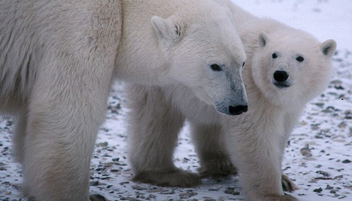 Image: Two polar bears standing in snow (https://commons.wikimedia.org/w/index.php?curid=116360172) by Garst, Warren, 1922-2016, photographer, on Wikimedia Commons. CC BY-SA 4.0 (https://creativecommons.org/licenses/by-sa/4.0/deed.en). Image cropped.
