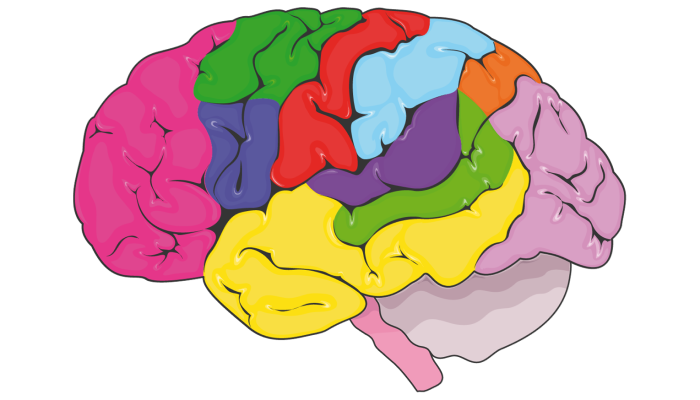 3D model showing different parts of the human brain.