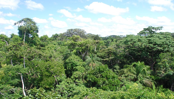 Colour photo of a forest in Peru showing the dense green trees.