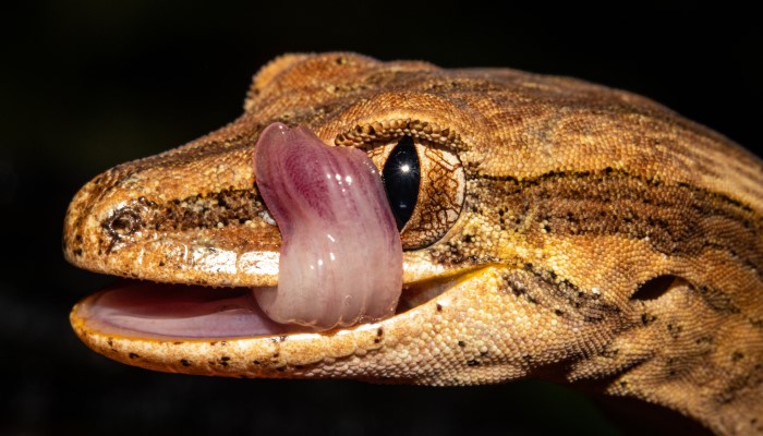 Image: Toropuku inexpectatus 284380593 (https://commons.wikimedia.org/wiki/File:Toropuku_inexpectatus_284380593.jpg) by Carey-Knox-Southern-Scales on Wikimedia Commons.
