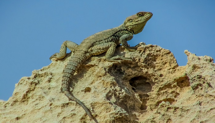 Colour photo of a lizard on top of a rock.