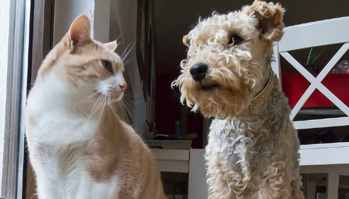 Colour photo of a cat and dog sitting next to each other. Both pets are light brown and white in colour.
