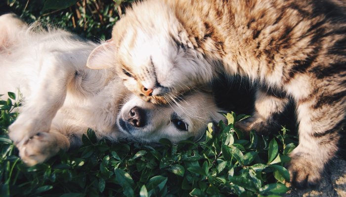 Image: Dog and Cat-Petsfriend (https://commons.wikimedia.org/wiki/File:Dog_and_Cat-Petsfriend.jpg) by Pankajdhiman2310 on Wikimedia Commons. CC BY-SA 4.0 (https://creativecommons.org/licenses/by-sa/4.0/deed.en). Image cropped.
