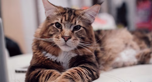 Maine Coon
