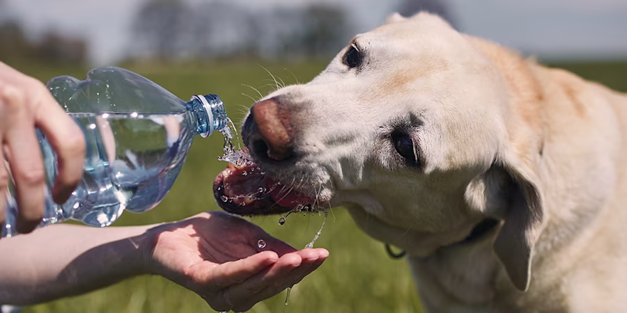 A dog owner feeding water from a bottle to their dog