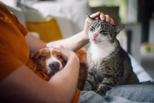 Dog and cat with owner