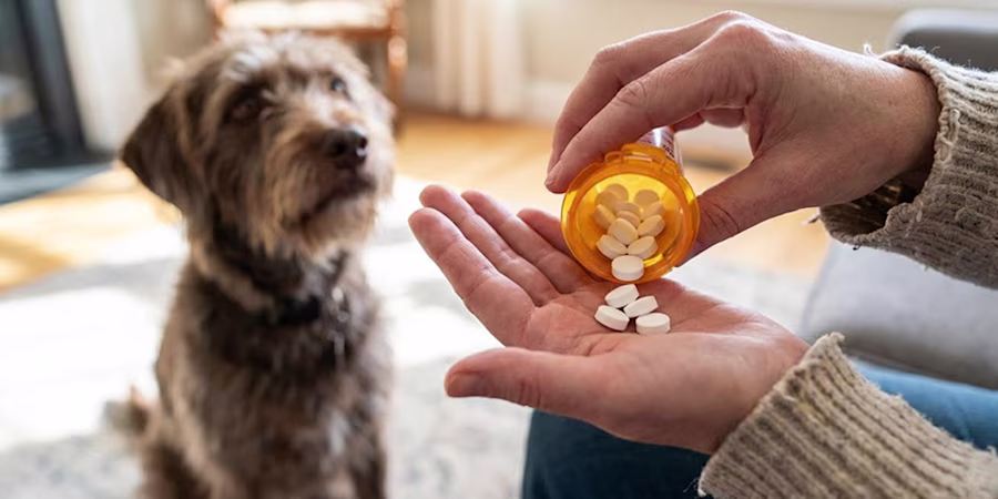 Woman handling pills with dog observing