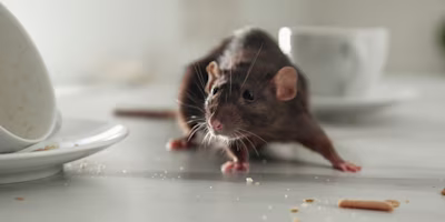 Rat on kitchen table