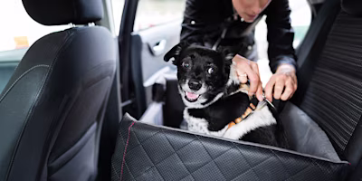 woman buckling dog into car