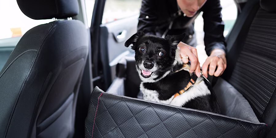 woman buckling dog into car