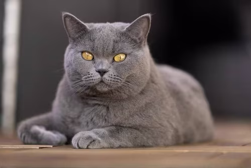  Russian Blue image