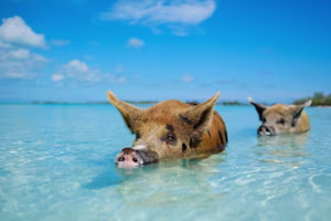 Travel insurance 
Caribbean 
Bermuda 