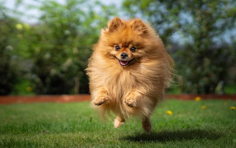 Pomeranian dog