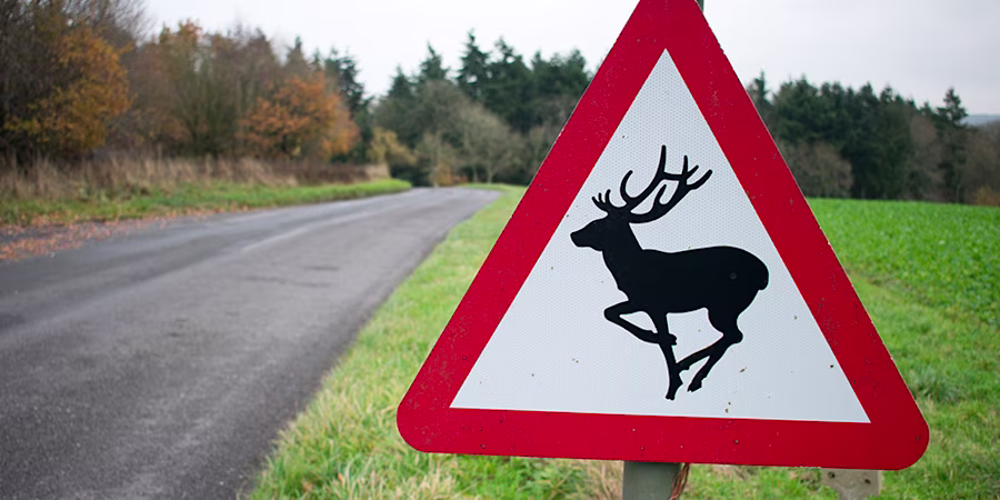 UK deer road warning sign