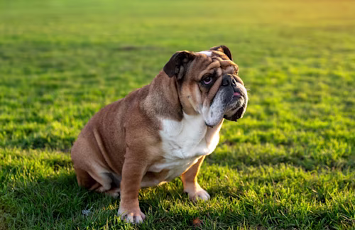 English Bulldog