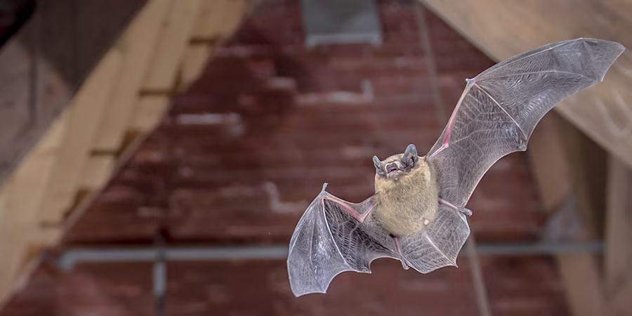 pipistrelle bat flying in attic