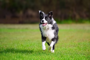 Border Collie