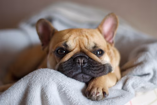 French Bulldog 