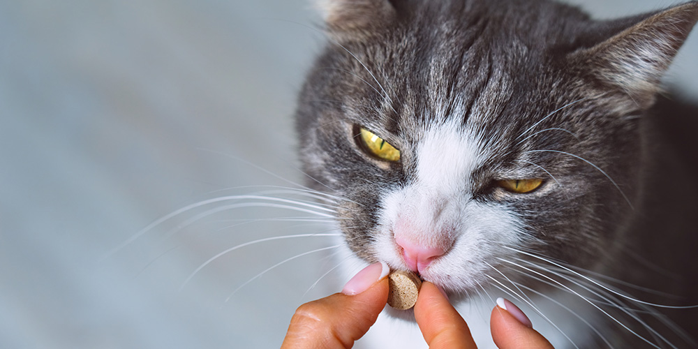 pet cat given medicine