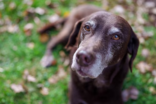 img-old-dog-shutterstock 2160149683