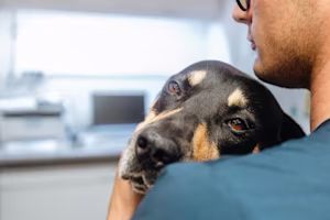 vet holding and cuddling dog