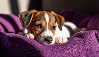 Dog lying on a purple blanket