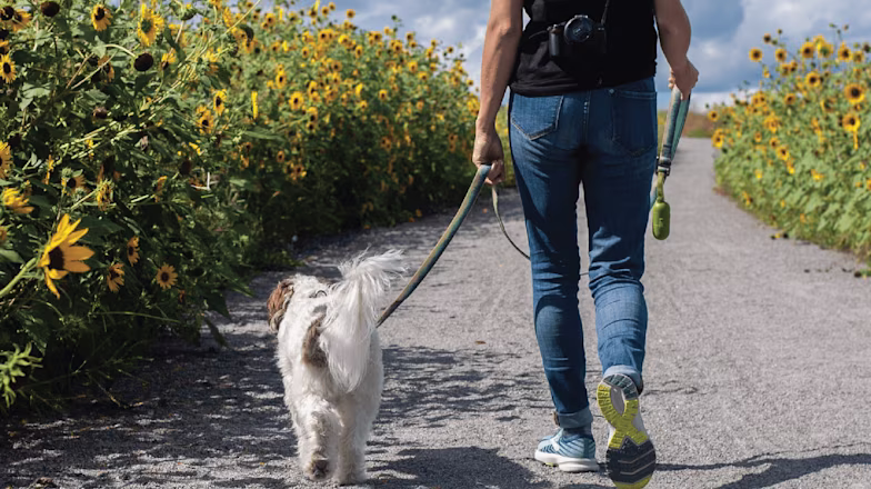 Photo of a man walking a road with a white dog