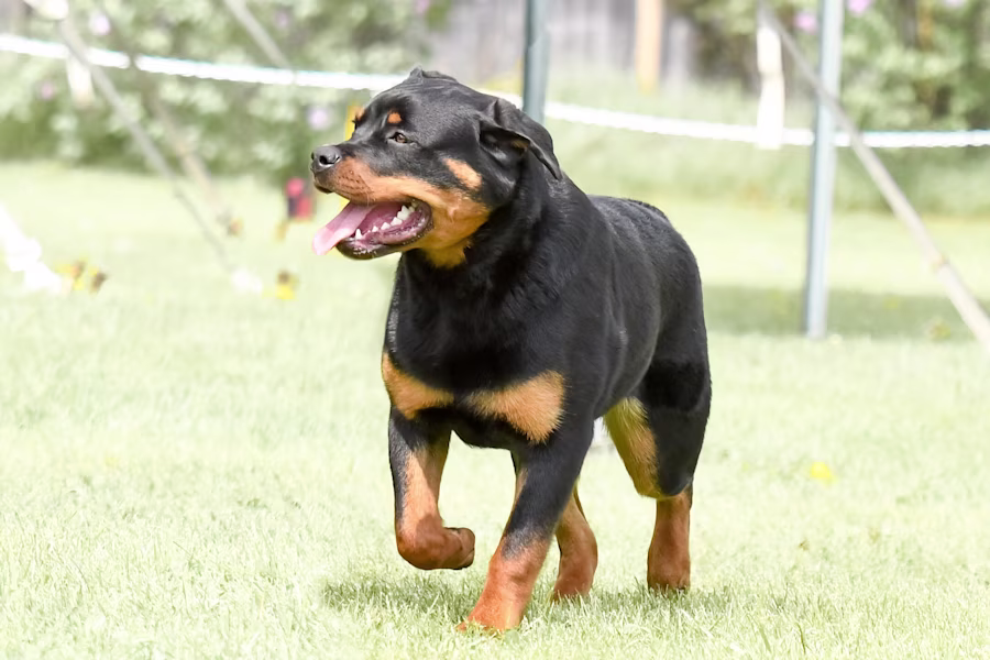 image of a rottweiler