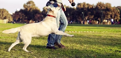 Yellow labrador is exercised by his human at the park 