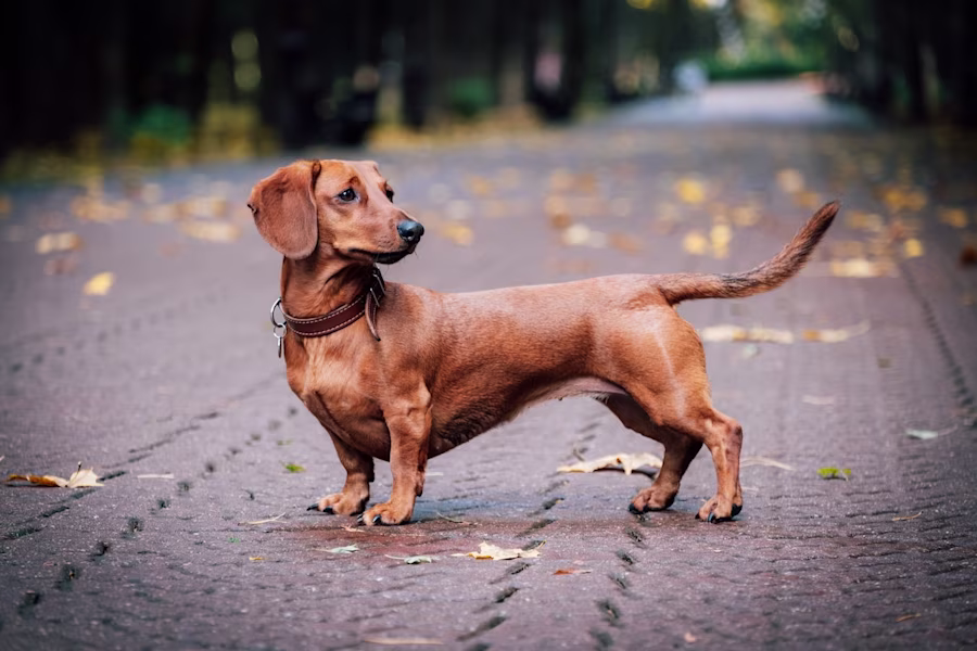 Dachshund Dog