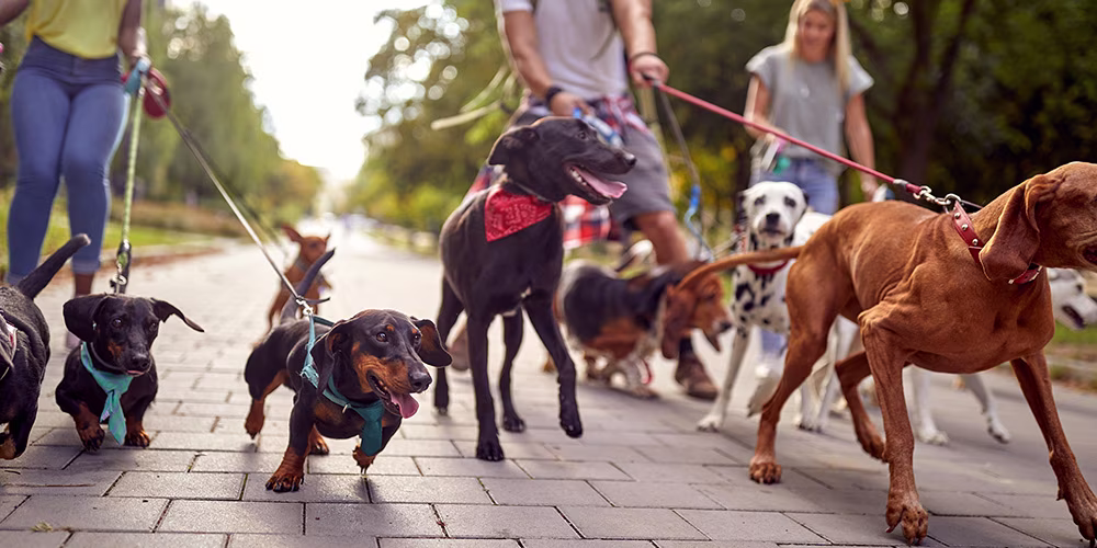 dog walkers with multiple dogs on leads