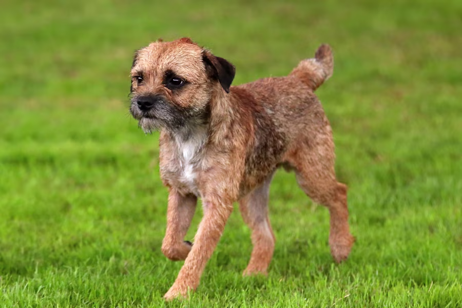 Border Terrier