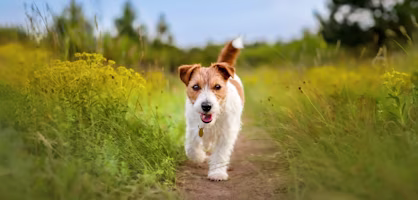 Jack Russell