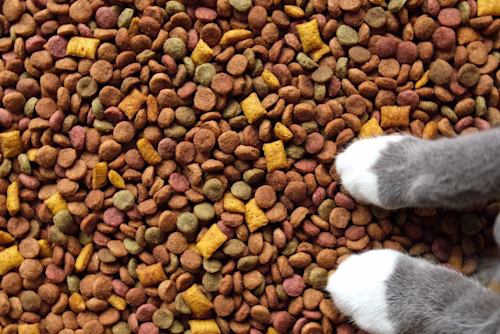 Cat paws on pet food