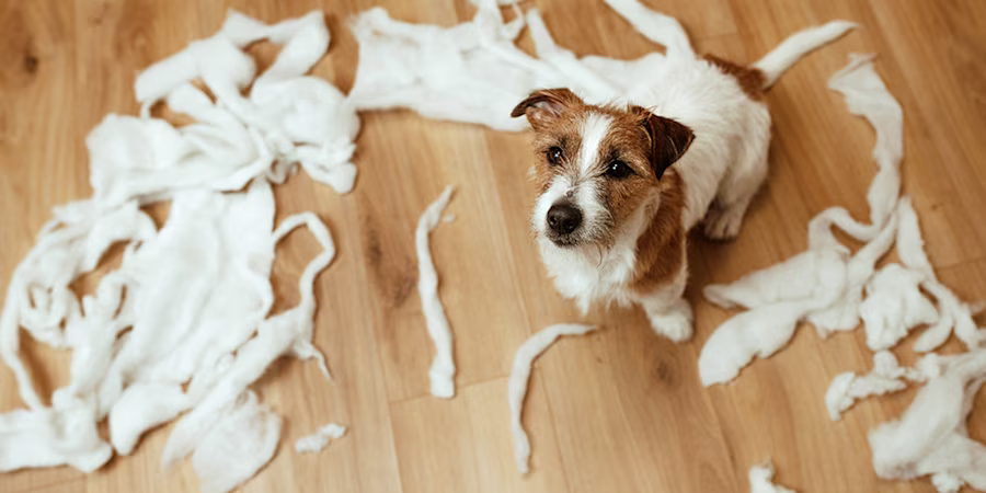small dog surrounded by destroyed objects