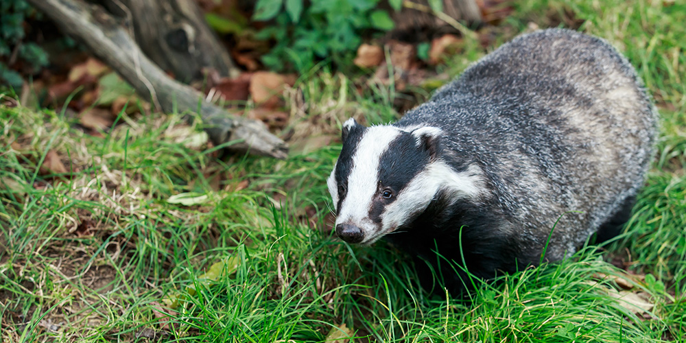european badger