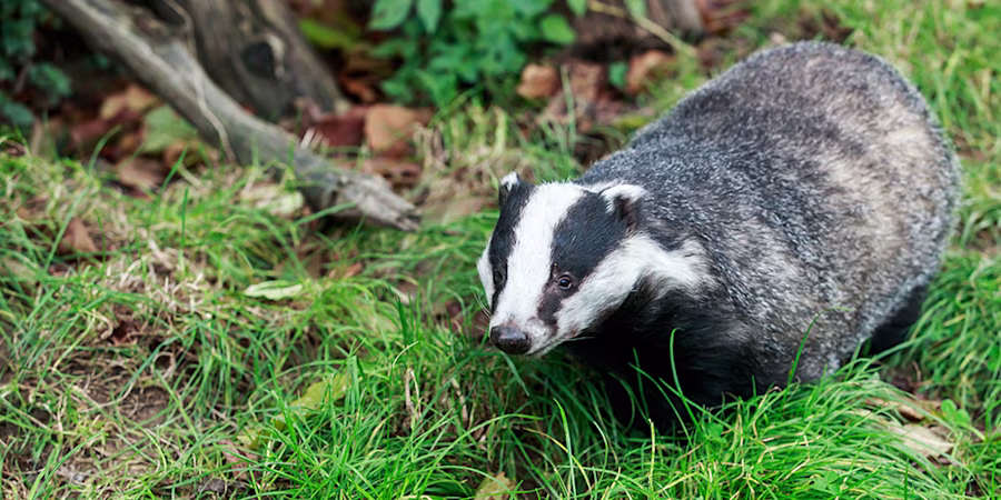 european badger