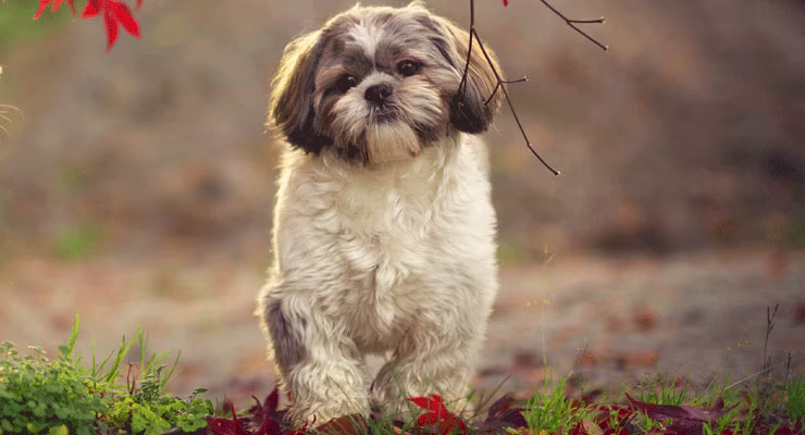Woman on laptop with MoneySuperMarket logo displayed