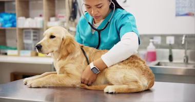 Dog at vet