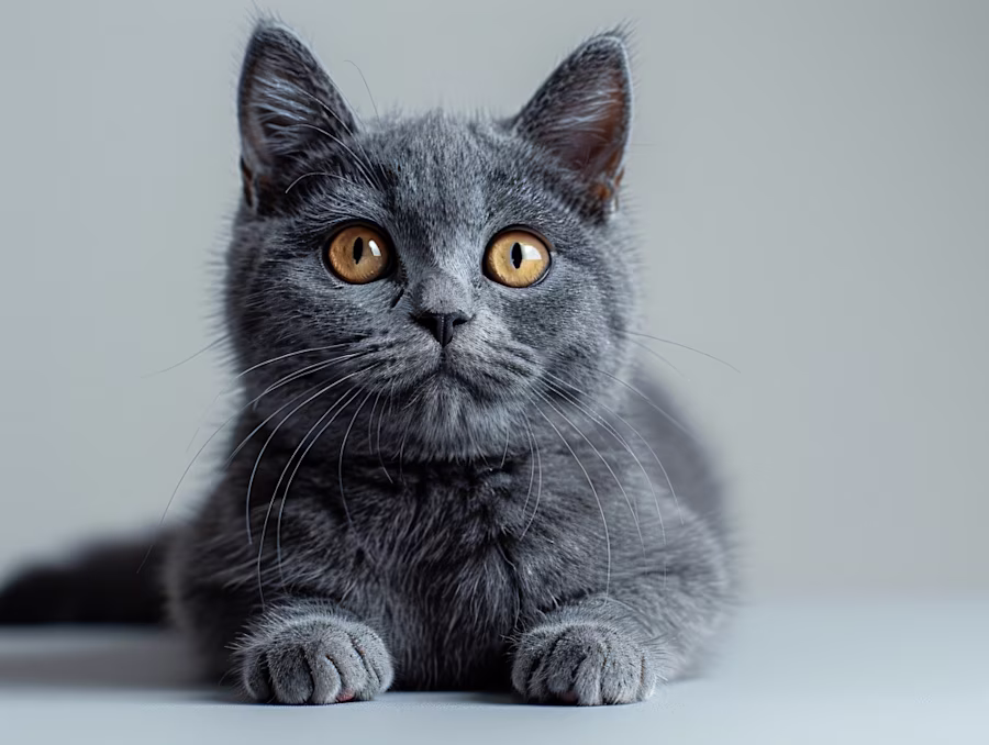  British Shorthair image
