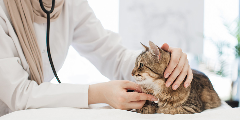 vet using stethoscope on cat
