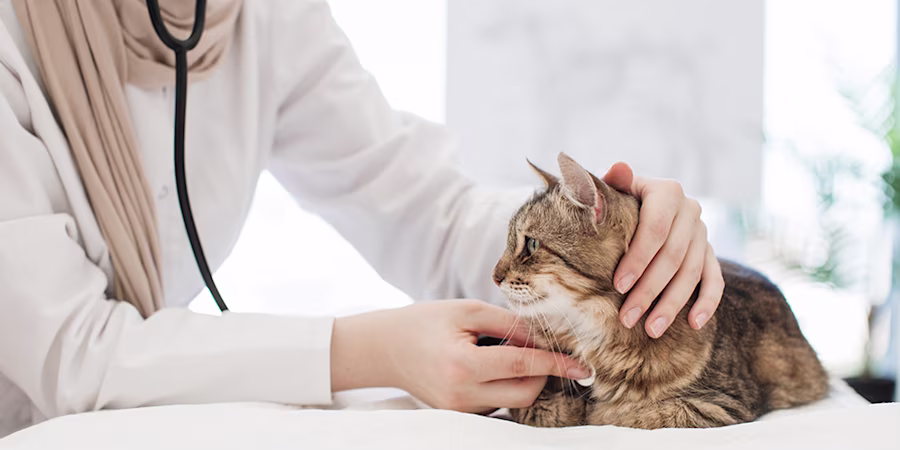 vet using stethoscope on cat