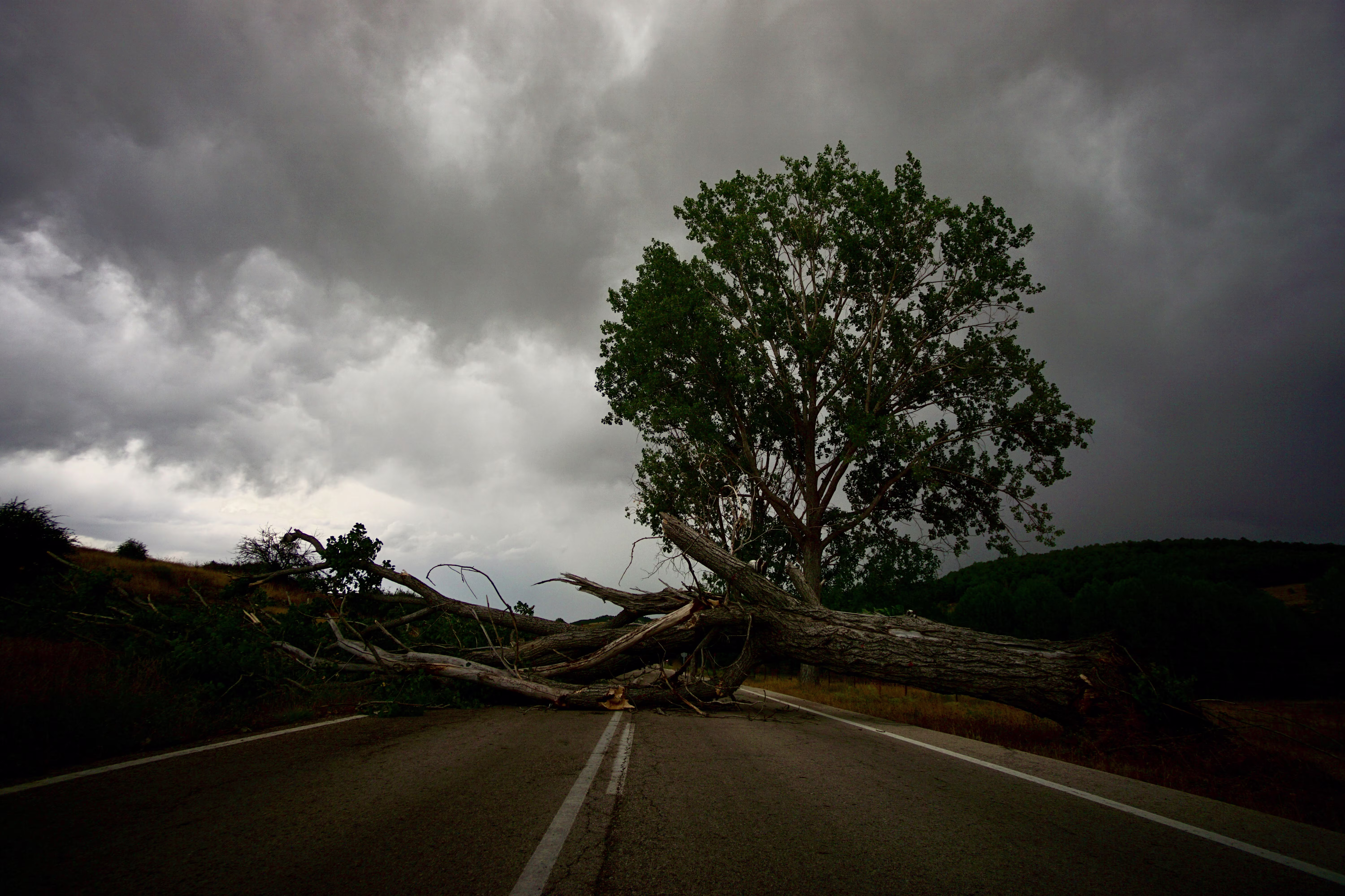 Tree in road