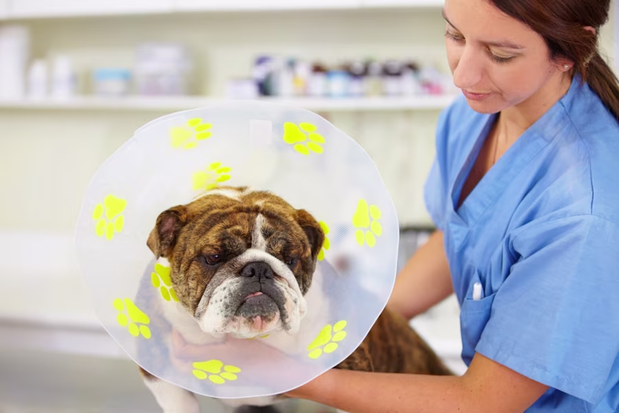 Bulldog dog wearing cone at vets