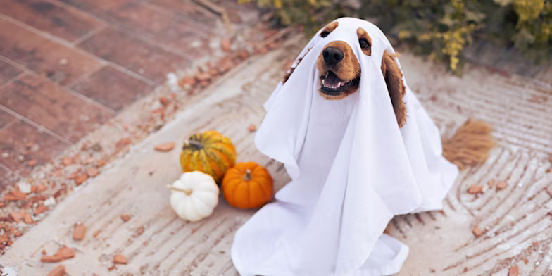 dog in a ghost Halloween costume