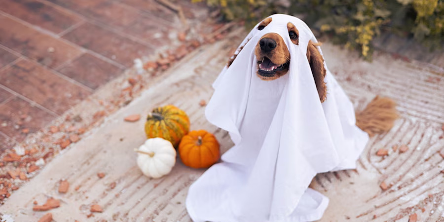 dog in a ghost Halloween costume
