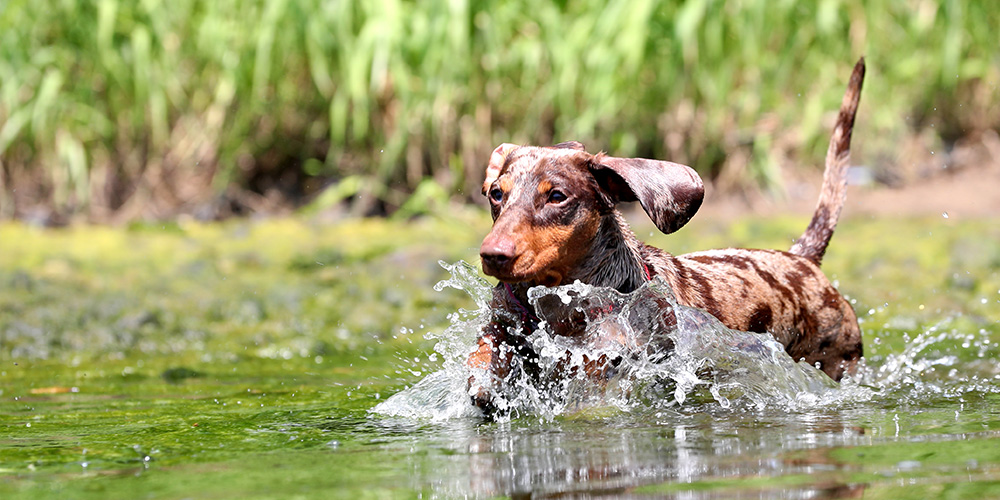 Dachshund dog playing in water