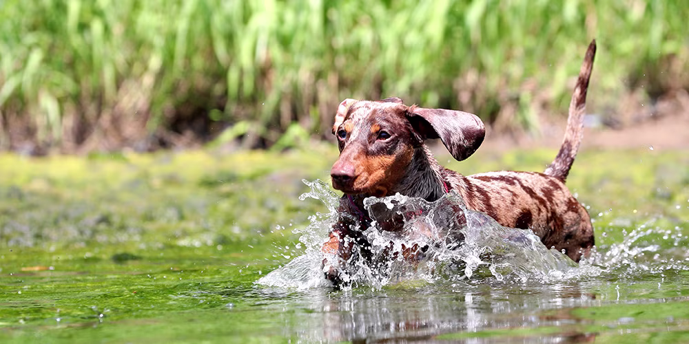Dachshund dog playing in water